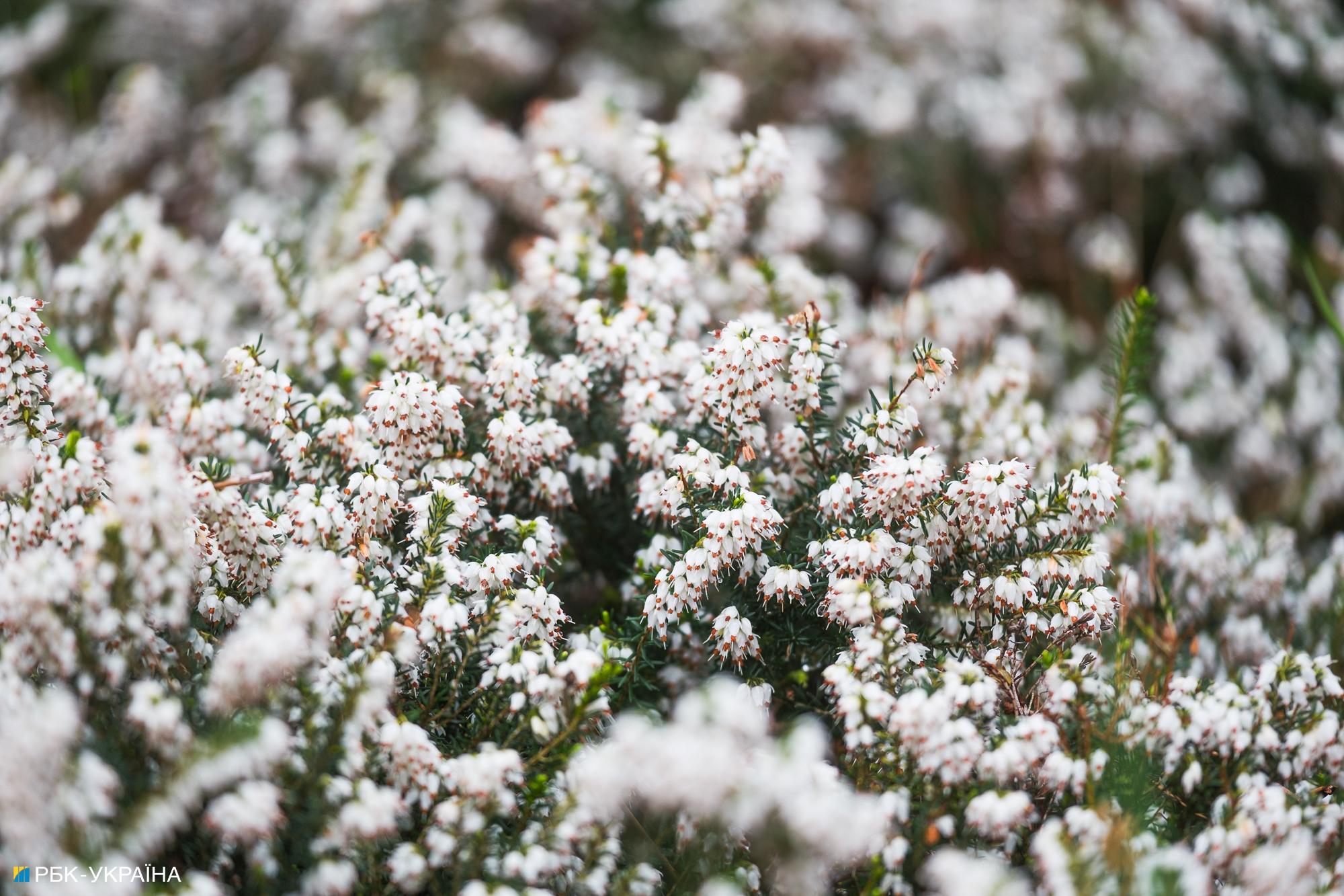 Бузок старіє, а кедр стане новим символом Києва, - Микола Шумик, Ботсад ім. Гришка